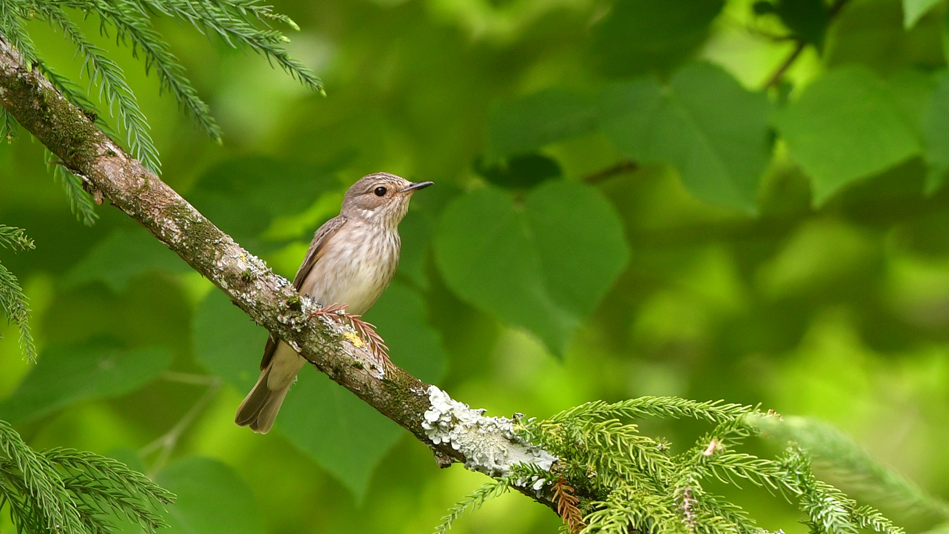 Spotted Flycatcher